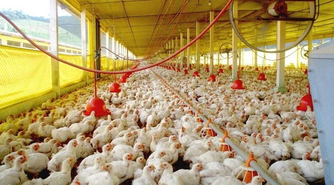 Frangos de corte em aviário comercial com comedouros vermelhos