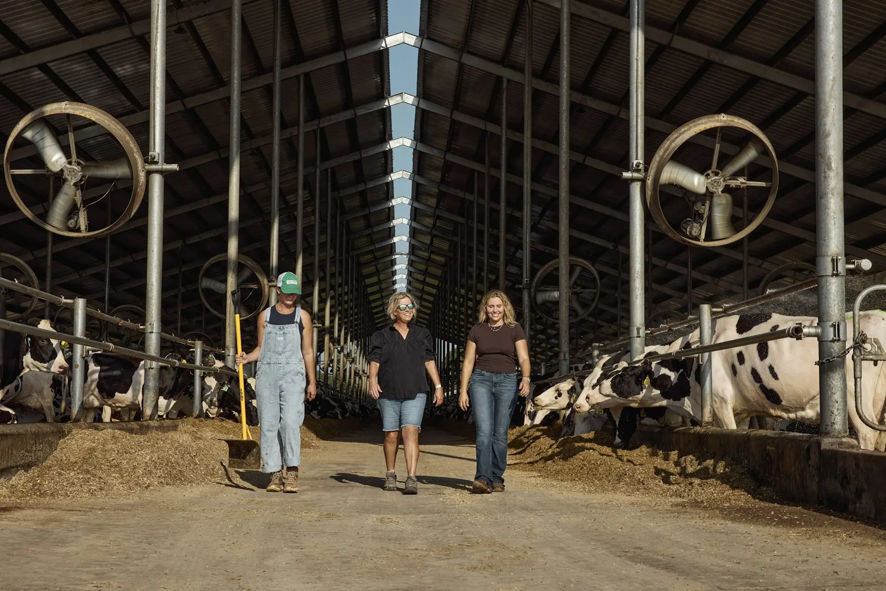 Profissionais caminhando por um galpão de vacas leiteiras