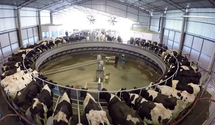 Vacas leiteiras em sistema de ordenha em carrossel