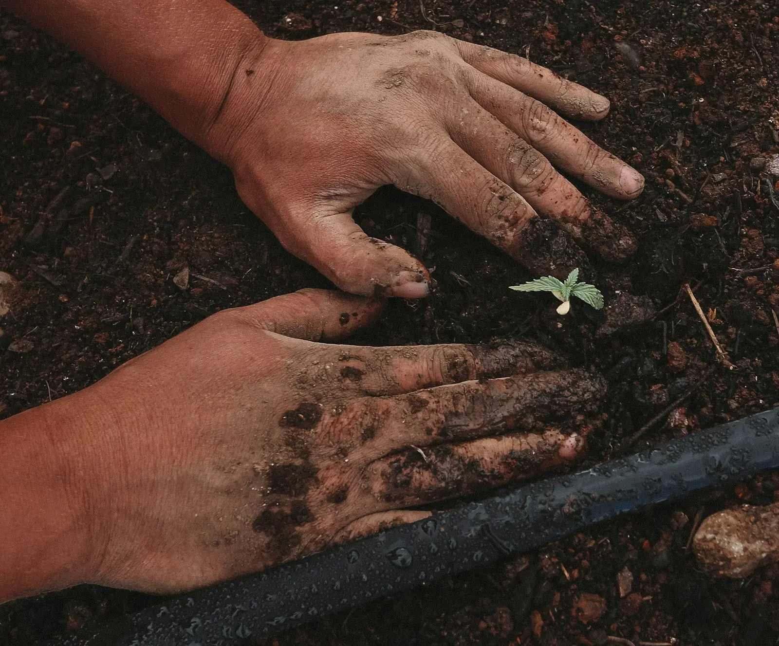 Mãos plantando uma muda na terra